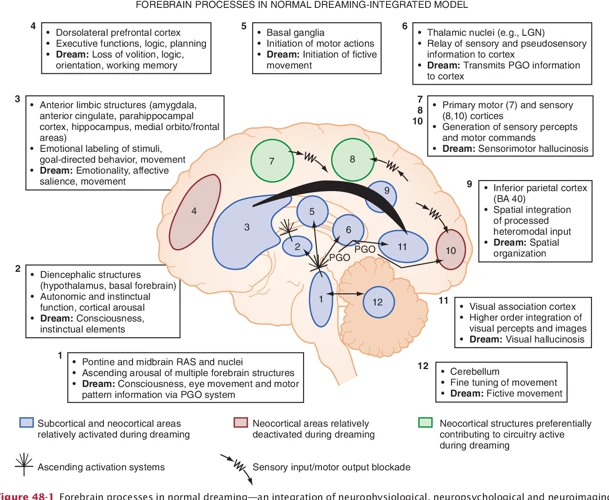 Az Álmok És Az Ébrenlét Neurobiológiája