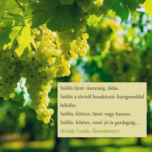 3. Szőlő (Vitis Vinifera)